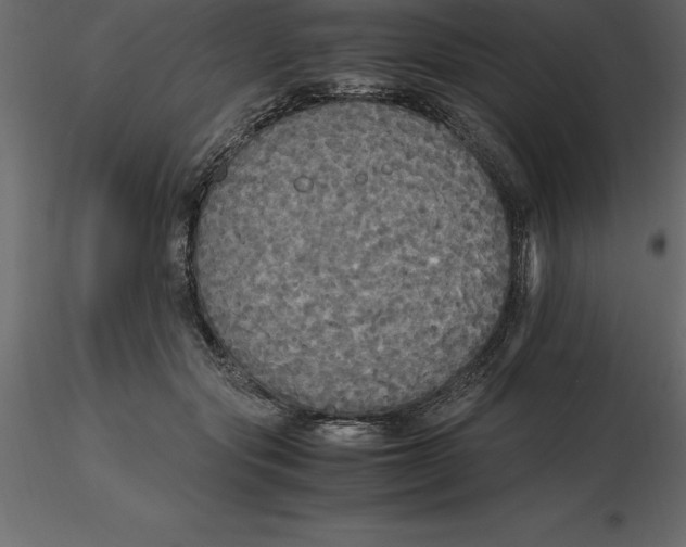 X0000116580557200912312017