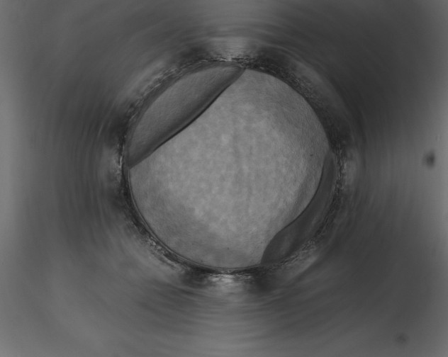 X0000116580558200912312017