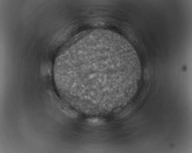 X0000116580561200912312017