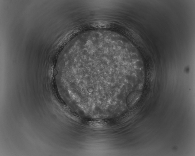 X0000116580652200912312015