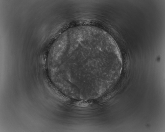 X0000116580661200912312016