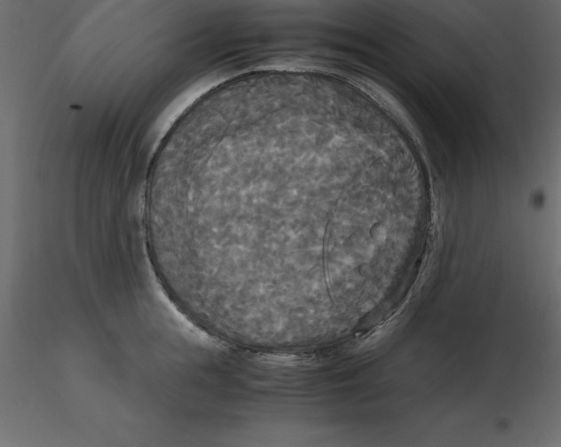 X0000116580855200912312013