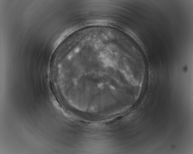 X0000116580994200912312011