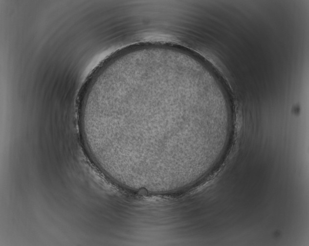 X0000116581022200912312010