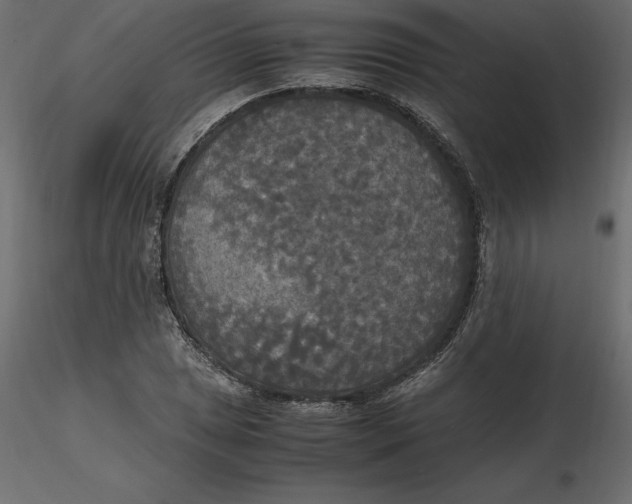 X0000116581025200912312010