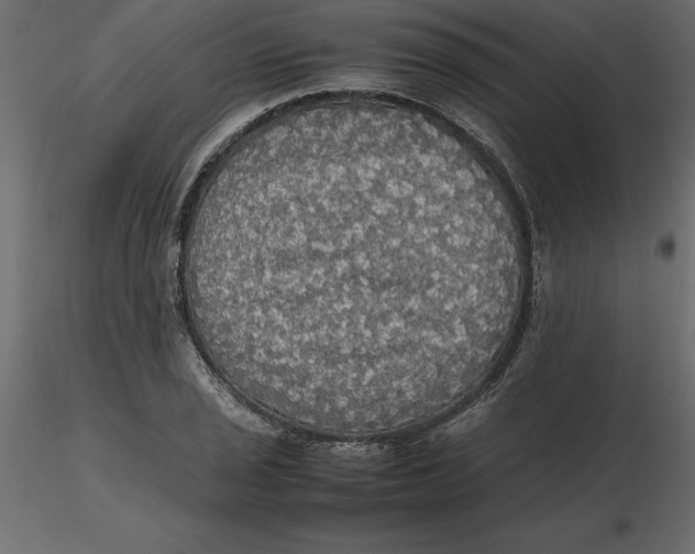 X0000116581029200912312010