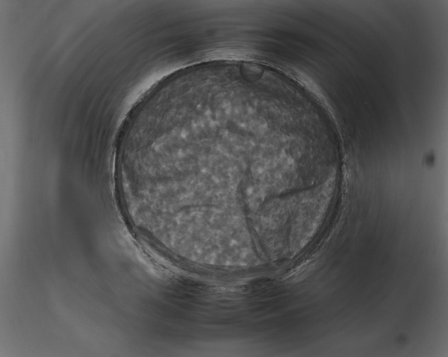 X0000116581035200912312010