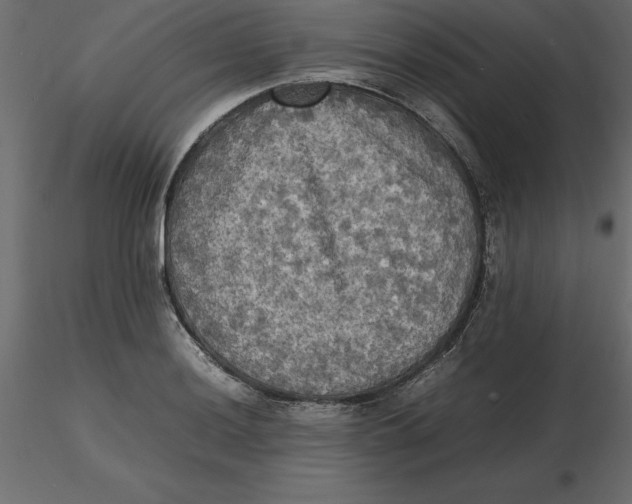 X0000116581036200912312010