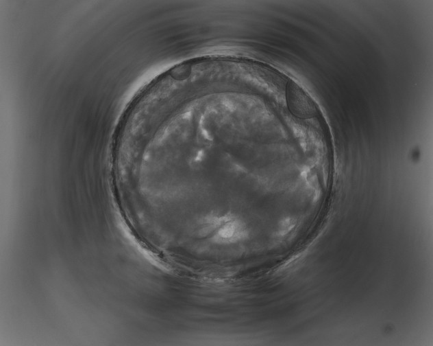 X0000116581045200912312010