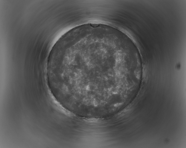 X0000116581048200912312010