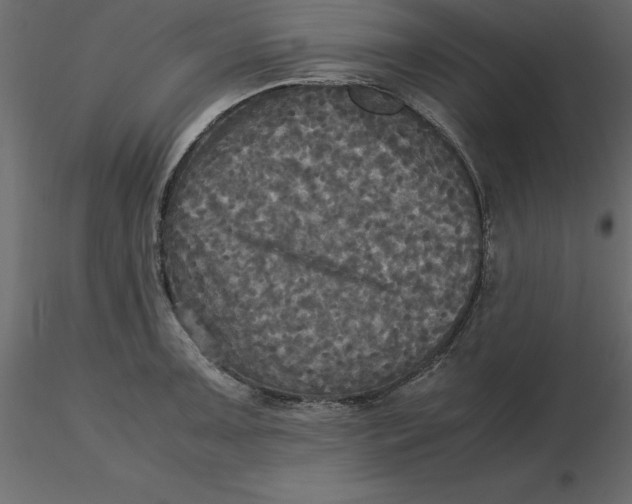 X0000116581091200912312009