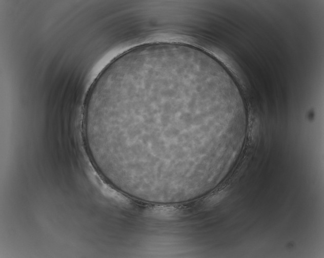 X0000116581094200912312009