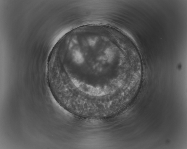 X0000116581095200912312009