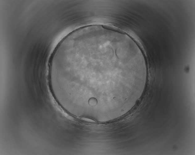 X0000116581096200912312009