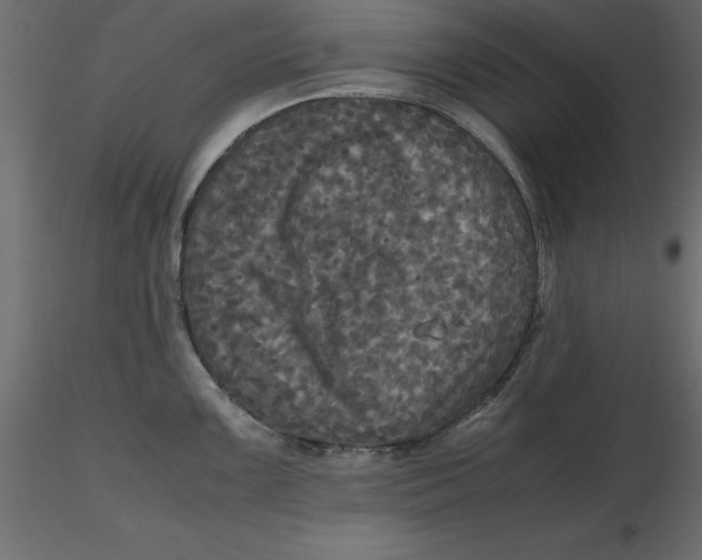 X0000116581099200912312009