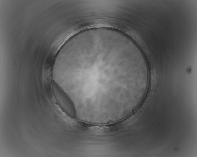 X0000116581185200912312008