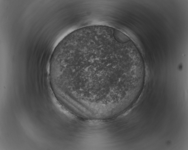 X0000116581198200912312008