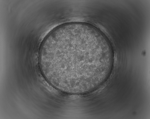 X0000116581212200912312007