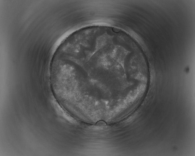 X0000116581240200912312007