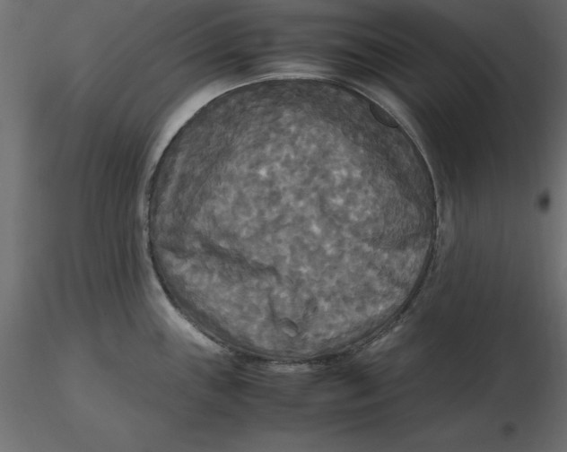 X0000116581243200912312008