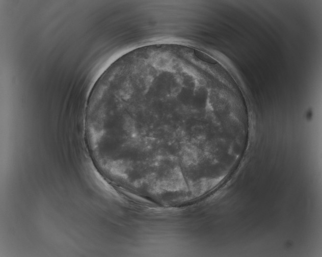 X0000116581244200912312008