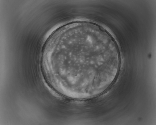 X0000116581245200912312008