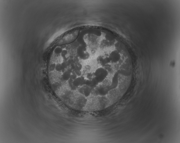 X0000116581255200912312007