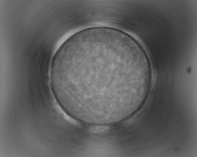 X0000116581294200912312006