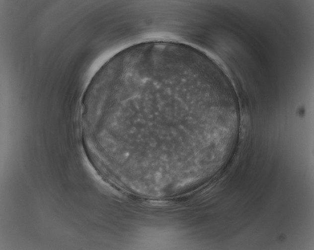 X0000116581295200912312006