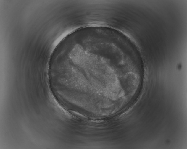 X0000116581325200912312006