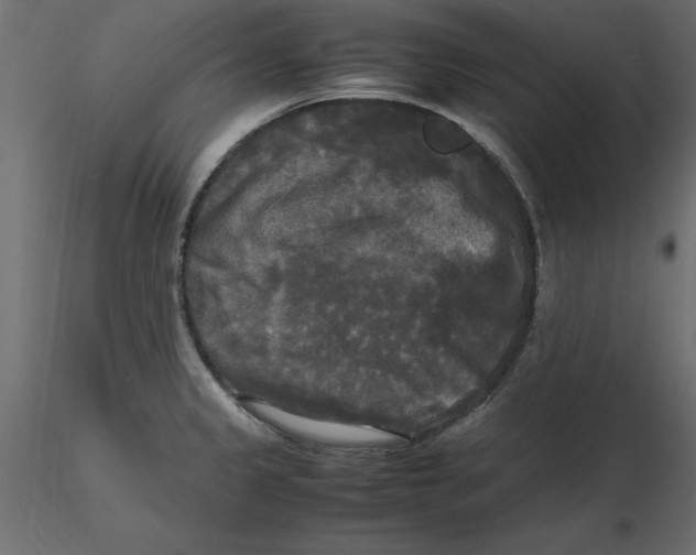 X0000116581333200912312006