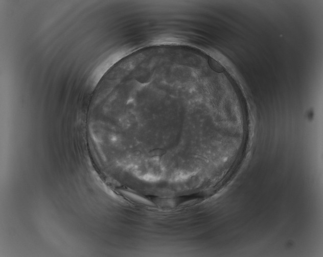 X0000116581337200912312006