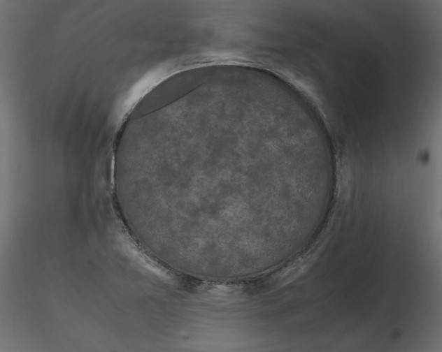 X0000116581365200912312005