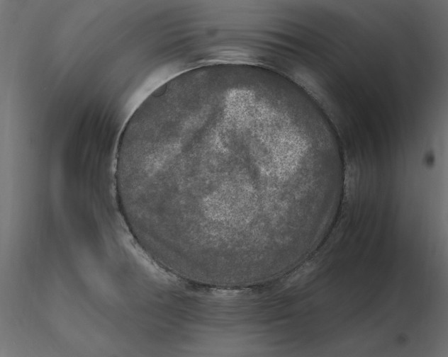 X0000116581378200912312005