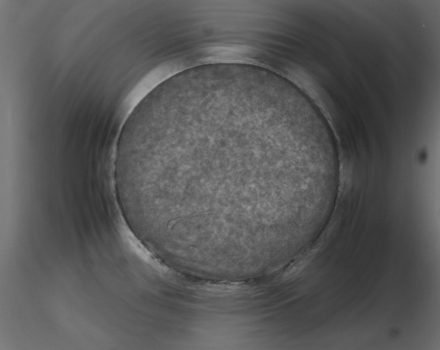 X0000116581386200912312005