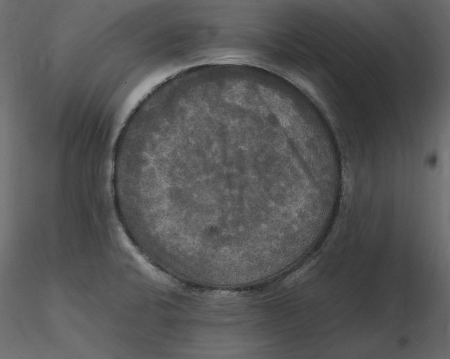 X0000116581424200912312005