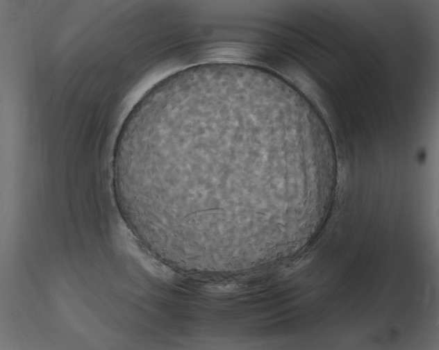 X0000116581435200912312005