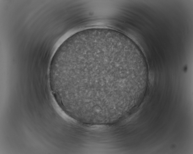 X0000116581482200912312004