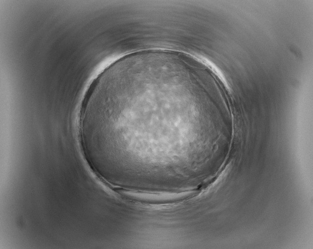 X0000116581381201001071206