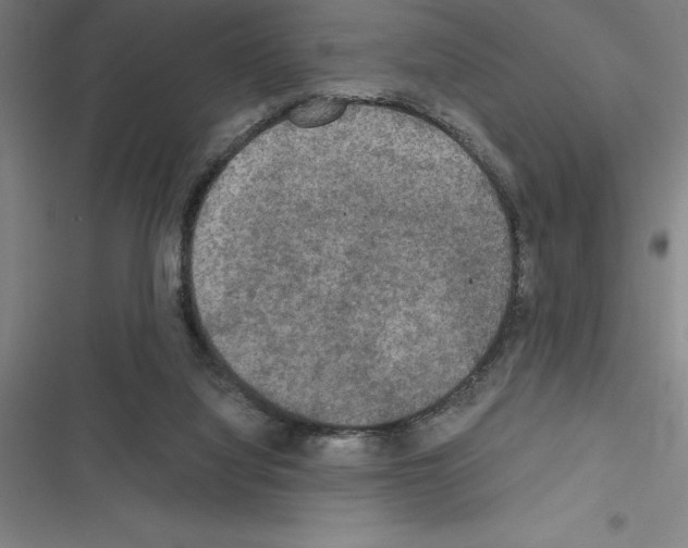 X0000116580068201001211313