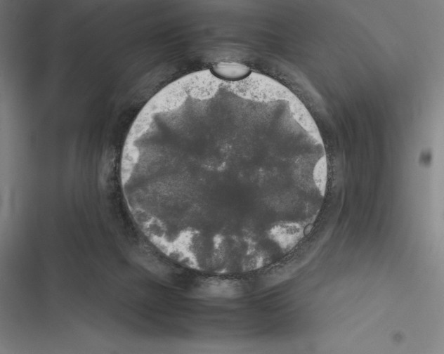 X0000116580073201001211313
