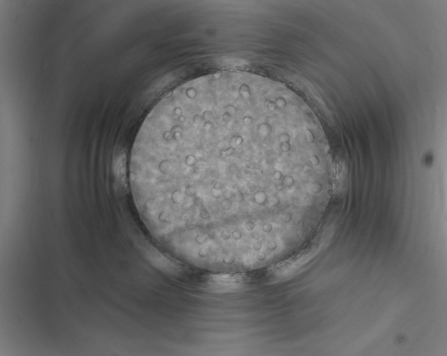 X0000116580238201001211311