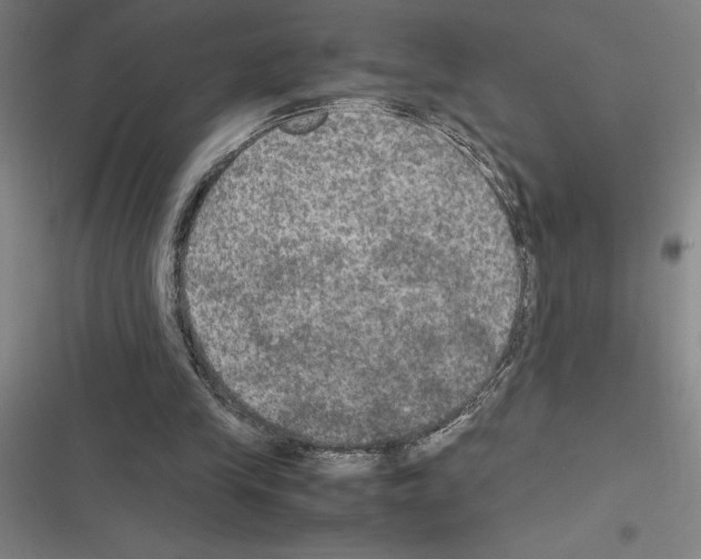 X0000116580245201001211310