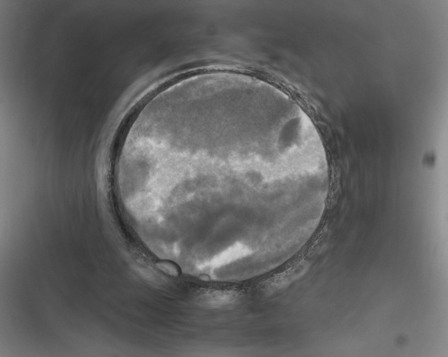 X0000116580247201001211310