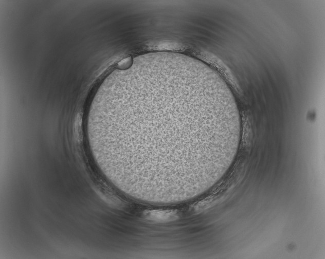 X0000116580251201001211310