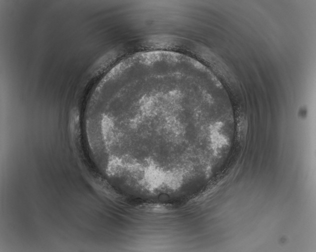 X0000116580254201001211310