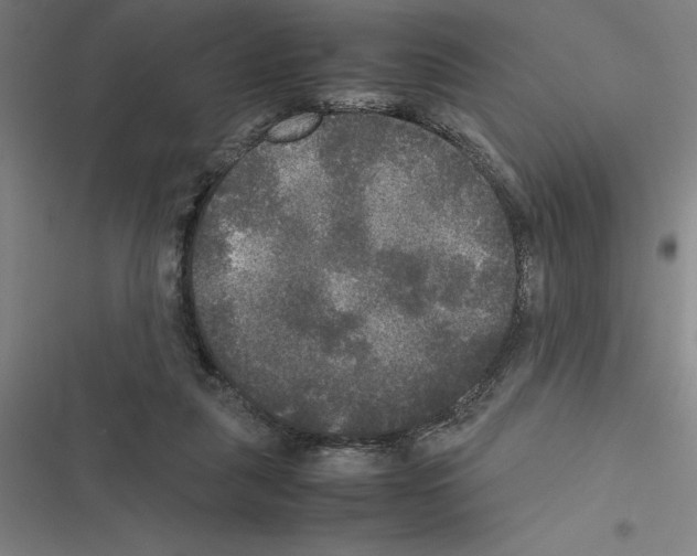 X0000116580259201001211310