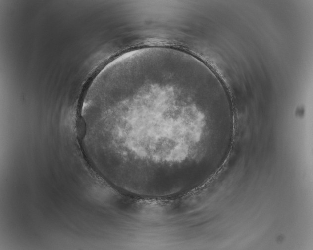 X0000116580297201001211310
