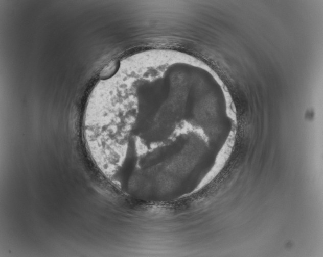X0000116580303201001211310