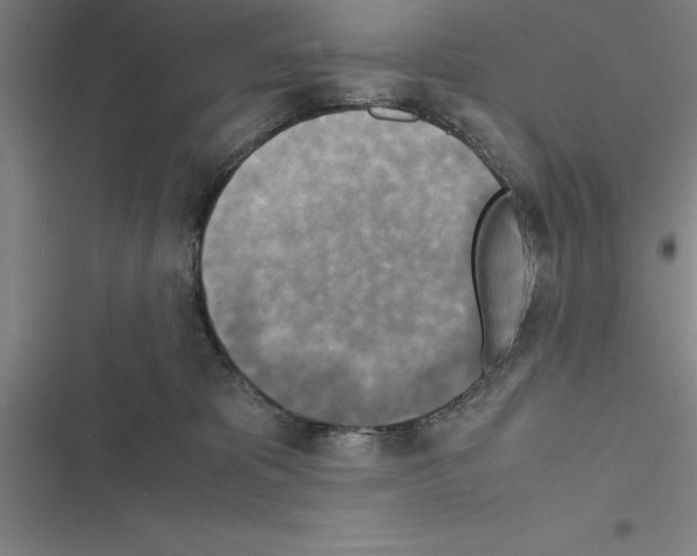 X0000116580325201001211310